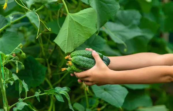 Seorang Anak Kebun Sedang Memanen Mentimun Fokus Selektif Anak — Stok Foto