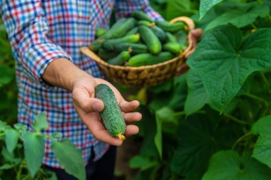 Bir adam elinde salatalık hasadı tutuyor. Seçici odaklanma. Çocuk.