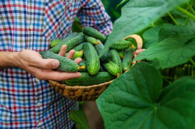 Bir adam elinde salatalık hasadı tutuyor. Seçici odaklanma. Çocuk.