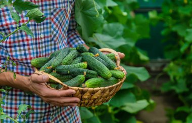 Çocuk ve baba ellerinde salatalık tutuyorlar. Seçici odaklanma. Çocuk.