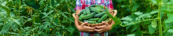 Uma Criança Jardim Está Colhendo Pepinos Foco Seletivo Miúdo — Fotografia de Stock