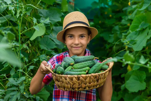 Seorang Anak Kebun Sedang Memanen Mentimun Fokus Selektif Anak — Stok Foto