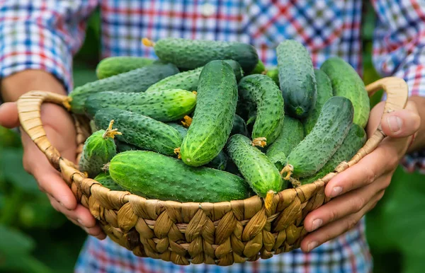 Egy Férfi Kezében Egy Aratás Uborka Szelektív Fókusz Kölyök — Stock Fotó