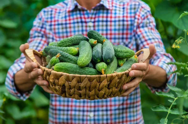 Ein Mann Hält Eine Gurkenernte Den Händen Selektiver Fokus Kind — Stockfoto