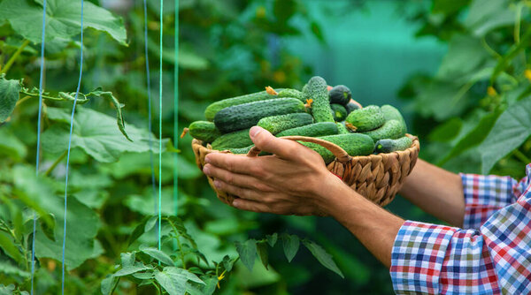 A man holds a harvest of cucumbers in his hands. Selective focus. Kid.
