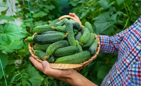 Ein Mann Hält Eine Gurkenernte Den Händen Selektiver Fokus Kind — Stockfoto