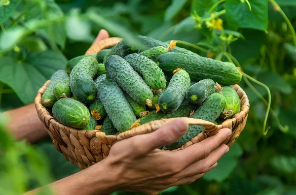 Egy Férfi Kezében Egy Aratás Uborka Szelektív Fókusz Kölyök — Stock Fotó