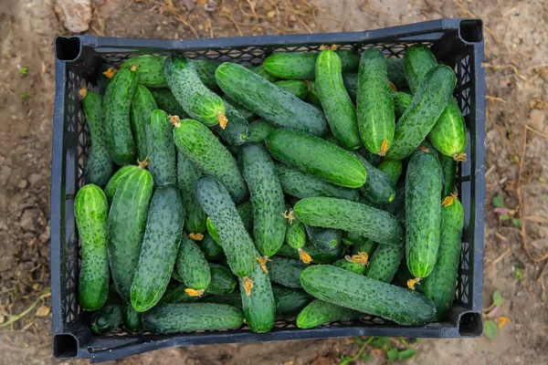 Harvest Cucumbers Garden Selective Focus Food — Stock Photo, Image