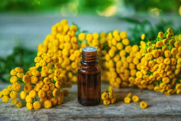 Tintura Tansy Uma Garrafa Foco Seletivo Natureza — Fotografia de Stock