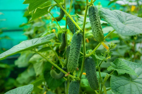 Harvest Cucumbers Branches Selective Focus Nature — Stock Photo, Image