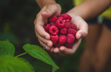 Bir çocuğun ellerinde ahududu hasat et. Seçici odaklanma. Doğa.