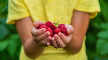 Bir çocuğun ellerinde ahududu hasat et. Seçici odaklanma. Doğa.