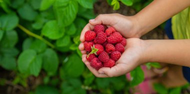 Bir çocuğun ellerinde ahududu hasat et. Seçici odaklanma. Doğa.