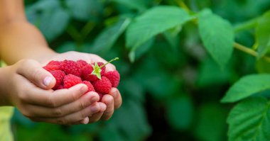 Bir çocuğun ellerinde ahududu hasat et. Seçici odaklanma. Doğa.