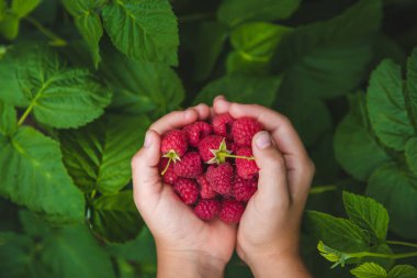Bir çocuğun ellerinde ahududu hasat et. Seçici odaklanma. Doğa.