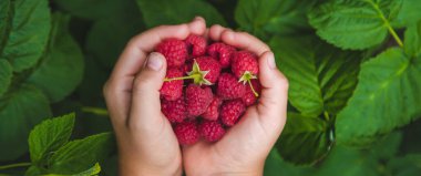 Bir çocuğun ellerinde ahududu hasat et. Seçici odaklanma. Doğa.