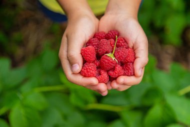 Bir çocuğun ellerinde ahududu hasat et. Seçici odaklanma. Doğa.