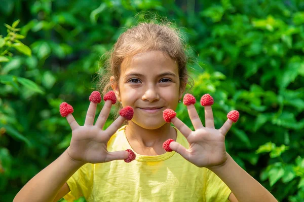 Himbeeren Den Händen Eines Kindes Ernten Selektiver Fokus Natur — Stockfoto