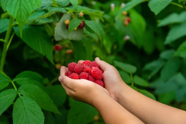 Oogst Frambozen Handen Van Een Kind Selectieve Focus Natuur — Stockfoto