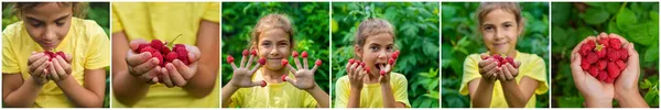 Collage Harvest Raspberries Hands Garden Child Selective Focus Food — Stock Photo, Image