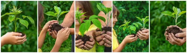 Collage Kind Oma Planten Een Plant Selectieve Focus Jongen — Stockfoto