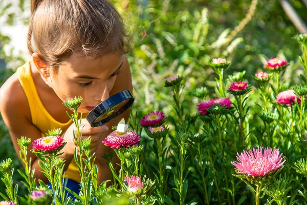 Παιδί Εξετάζει Φυτά Μεγεθυντικό Φακό Επιλεκτική Εστίαση Παιδί — Φωτογραφία Αρχείου