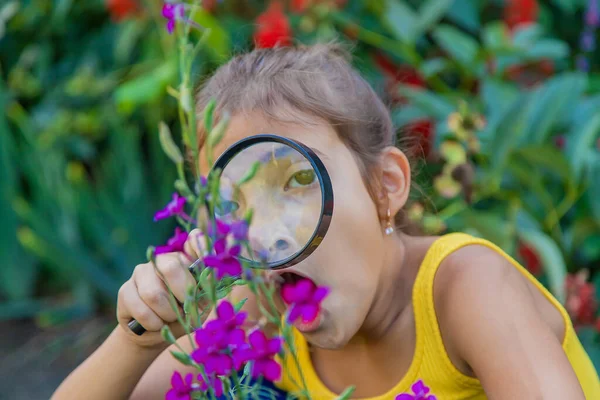 Criança Examina Plantas Com Uma Lupa Foco Seletivo Miúdo — Fotografia de Stock