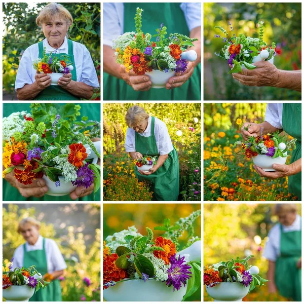 Vrouw Verzamelt Geneeskrachtige Kruiden Collage Selectieve Focus Natuur — Stockfoto