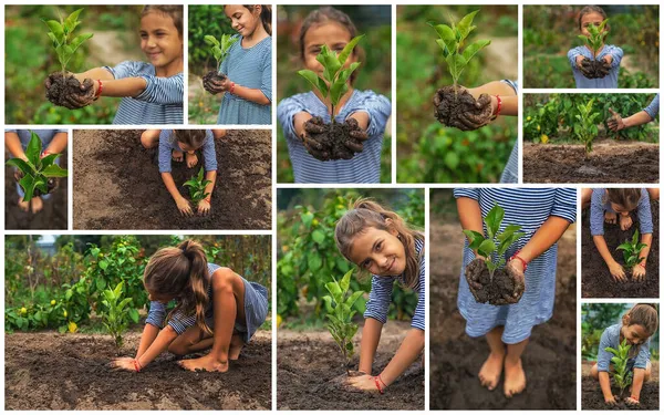 Anak Menanam Kolase Pohon Fokus Selektif Alam — Stok Foto