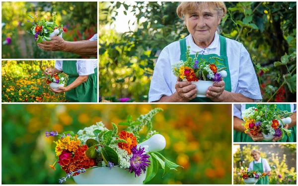 Vrouw Verzamelt Geneeskrachtige Kruiden Collage Selectieve Focus Natuur — Stockfoto