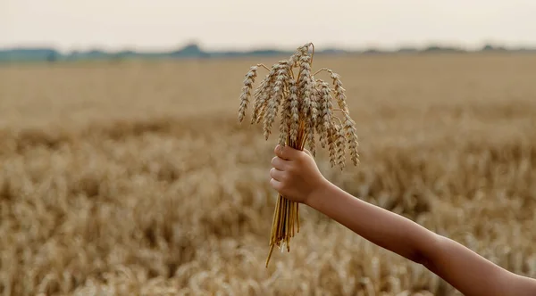 Ein Kind Einem Weizenfeld Selektiver Fokus Natur — Stockfoto
