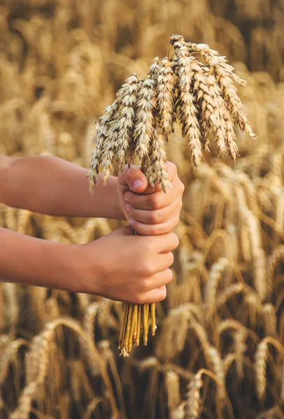 Dítě Pšeničném Poli Selektivní Soustředění Příroda — Stock fotografie