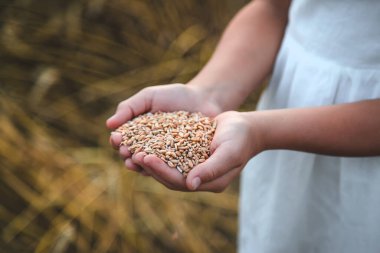 Buğday tarlasında bir çocuk. Seçici odaklanma. Doğa.