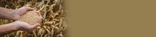 Человек Фермер Держит Зерно Пшеницы Руках Пшеничном Поле Выборочный Фокус — стоковое фото