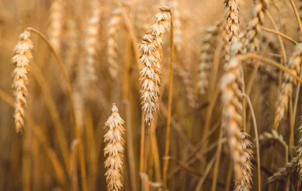 Pšeničné Pole Létě Žluté Selektivní Soustředění Nature — Stock fotografie