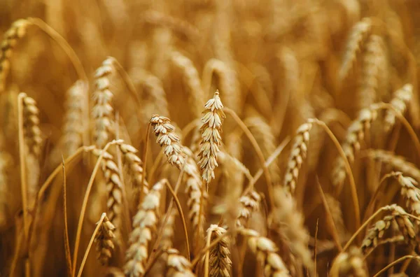 Das Weizenfeld Ist Sommer Gelb Selektiver Fokus Natur — Stockfoto