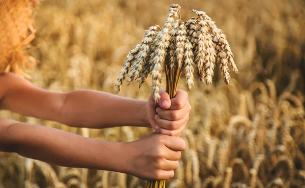 Child Wheat Field Selective Focus Nature — Stock Photo, Image