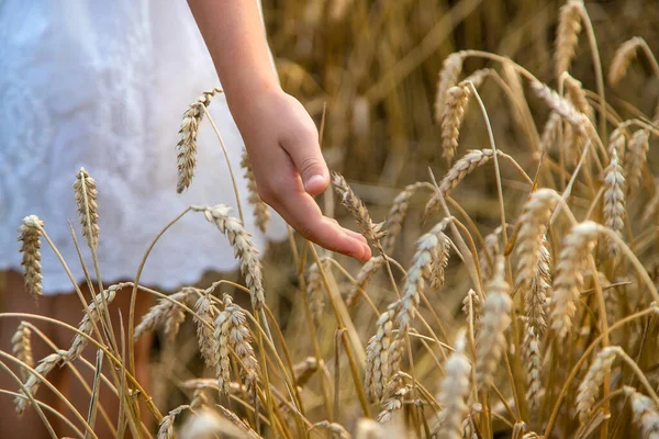 Ein Kind Einem Weizenfeld Selektiver Fokus Natur — Stockfoto