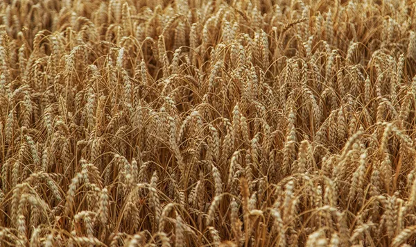 Das Weizenfeld Ist Sommer Gelb Selektiver Fokus Natur — Stockfoto