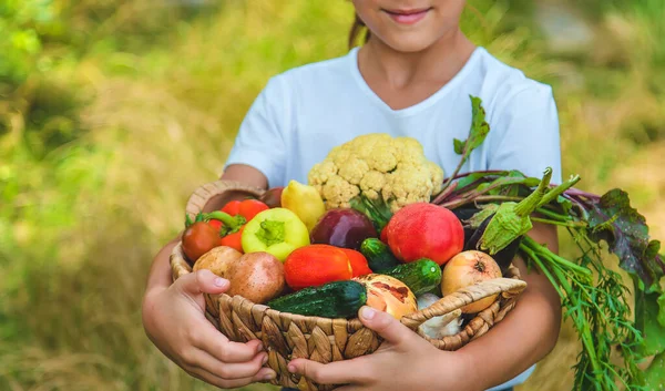 Ребенок Держит Руках Овощи Выборочный Фокус Kid — стоковое фото