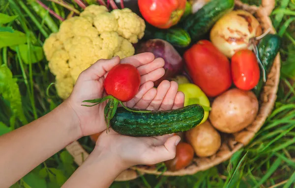 Das Kind Hält Gemüse Den Händen Selektiver Fokus Kind — Stockfoto
