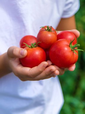 Çocuk bahçede domates hasat ediyor. Seçici odaklanma. Çocuk.