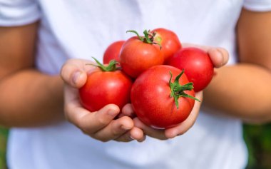 Çocuk bahçede domates hasat ediyor. Seçici odaklanma. Çocuk.