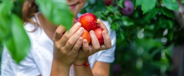 Çocuk bahçede erik hasat ediyor. Seçici odaklanma. Çocuk.