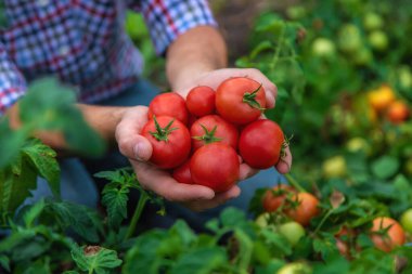 Erkek bir çiftçi bahçede domates topluyor. Seçici odaklanma. Doğa.