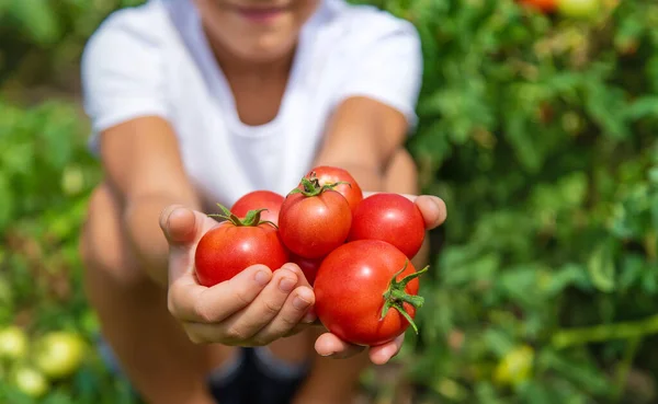 Enfant Récolte Des Tomates Dans Jardin Concentration Sélective Enfant — Photo