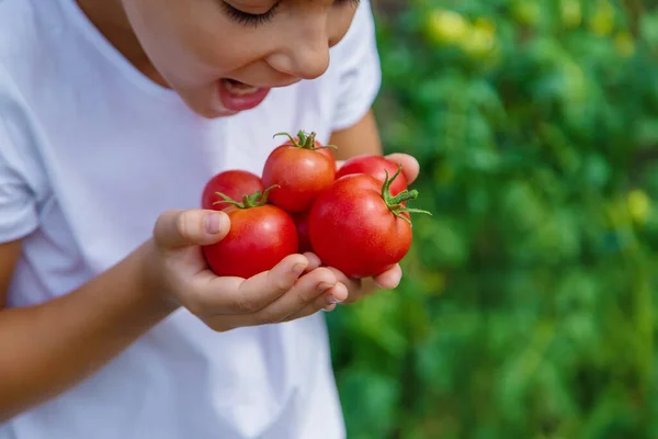 Niño Está Cosechando Tomates Jardín Enfoque Selectivo Niño — Foto de Stock