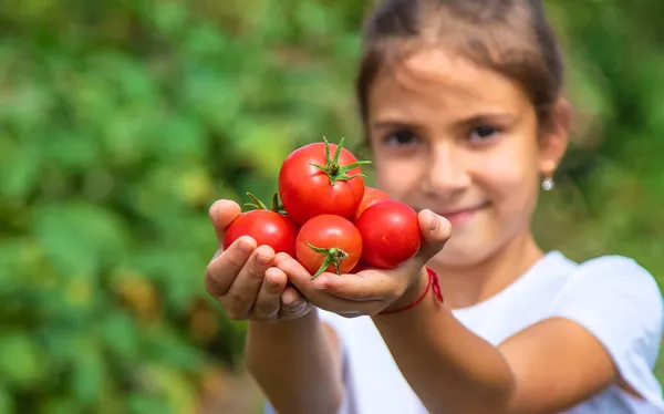 子供は庭でトマトを収穫しています 選択的フォーカス キッド — ストック写真