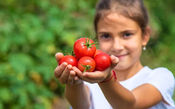 Enfant Récolte Des Tomates Dans Jardin Concentration Sélective Enfant — Photo