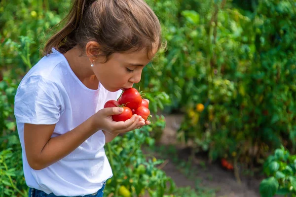 Anak Itu Sedang Memanen Tomat Kebun Fokus Selektif Anak — Stok Foto
